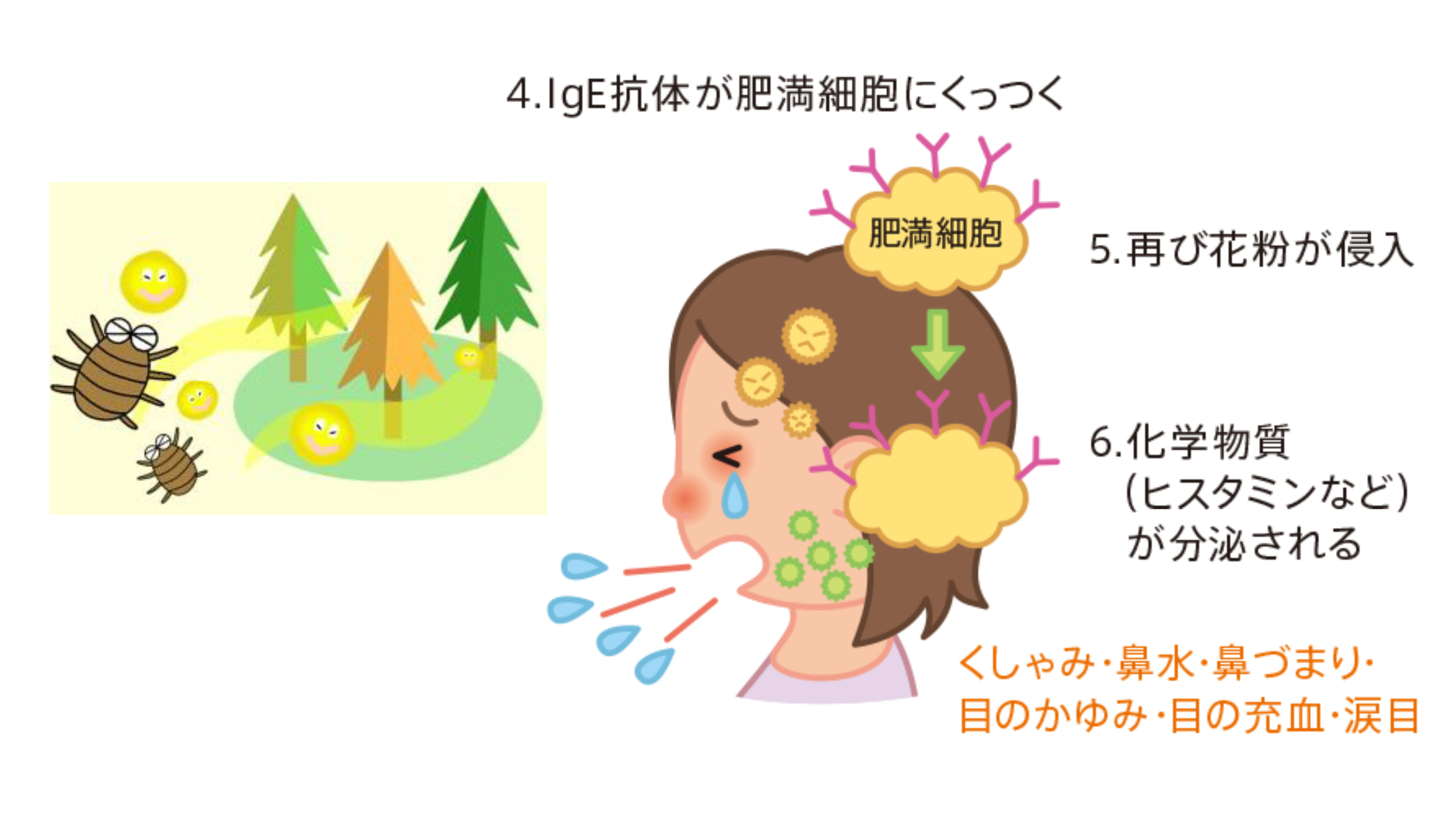 アレルギーの根治を目指して