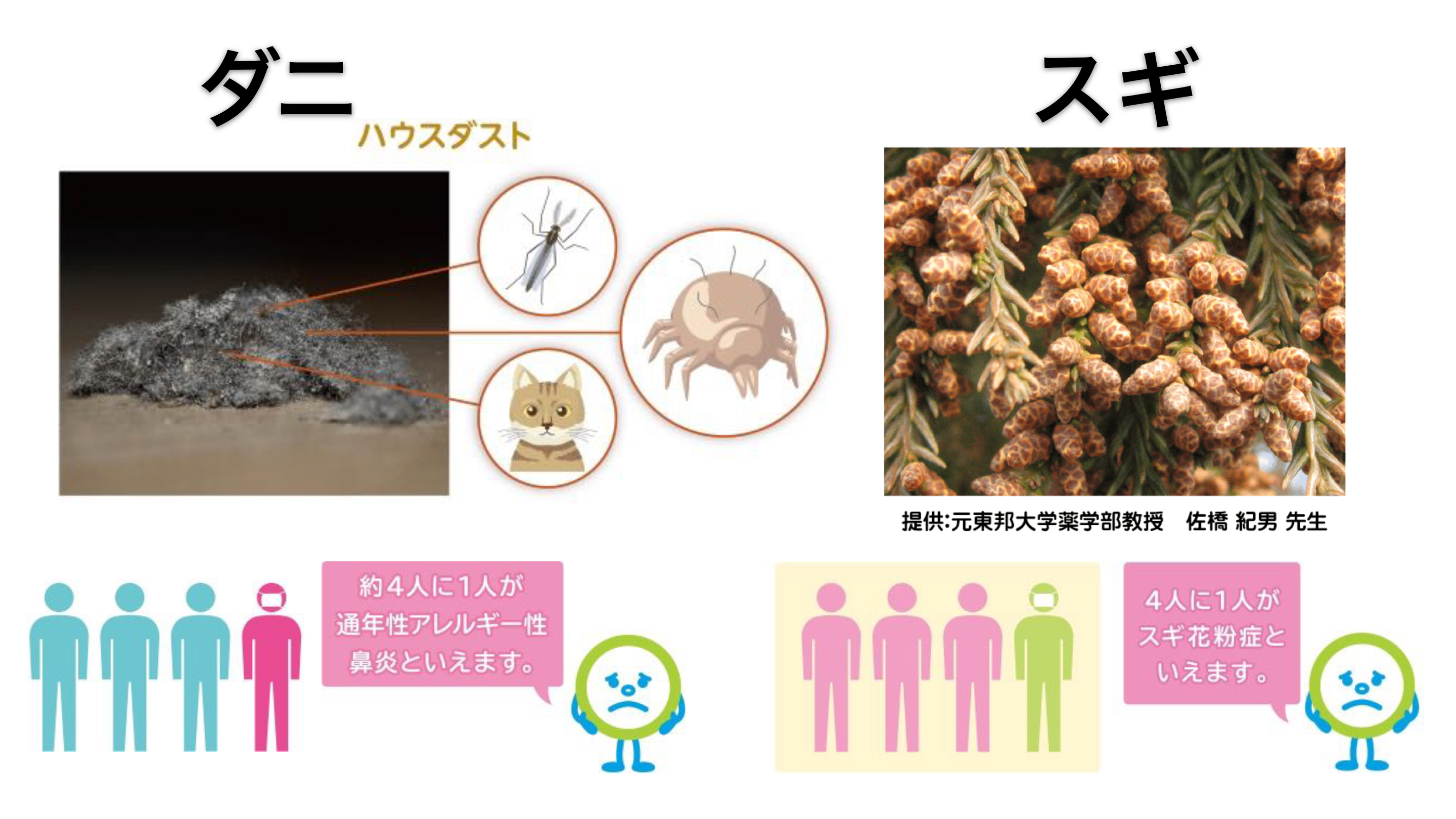 アレルギーの根治を目指して