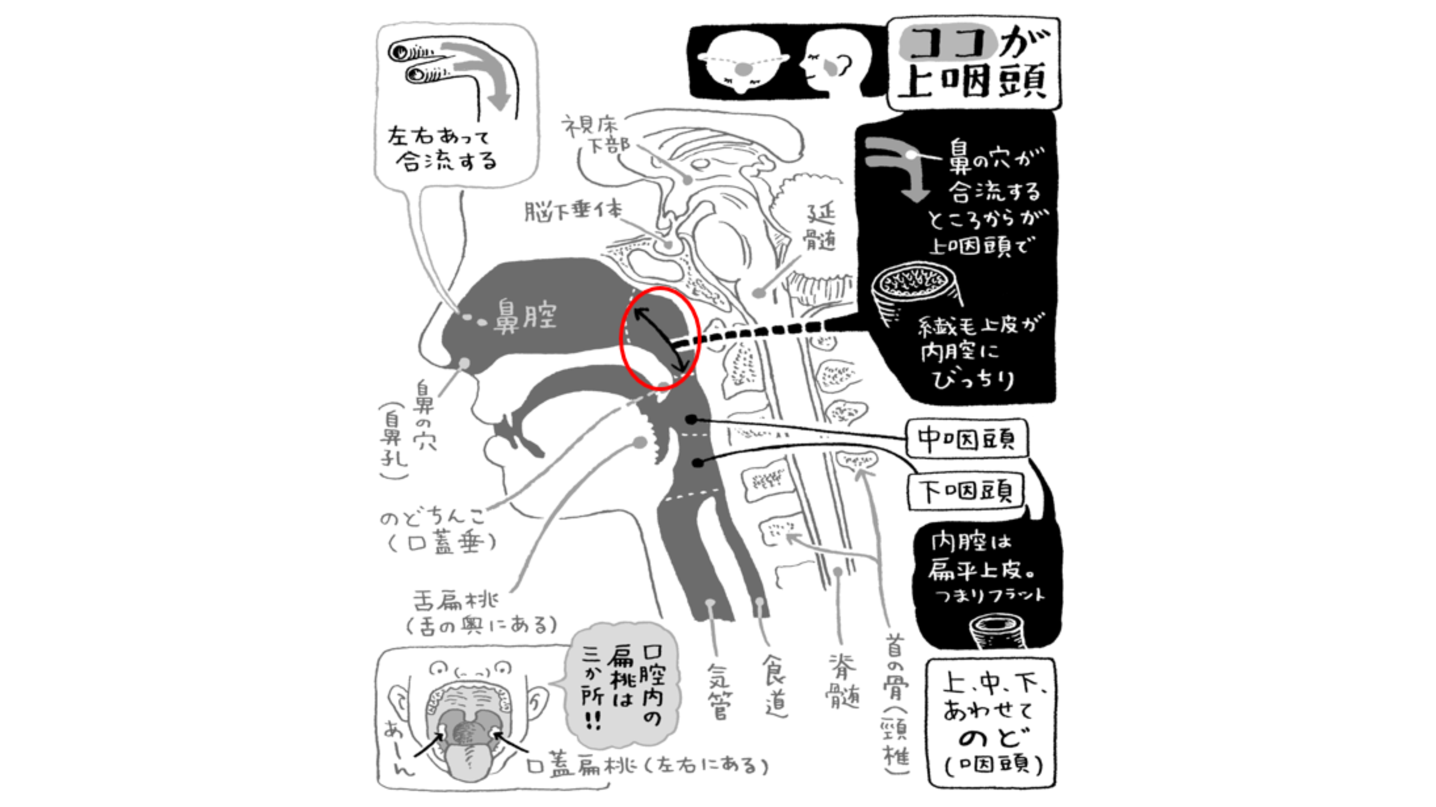 つらい不調が続いたら、慢性上咽頭炎を治しましょう